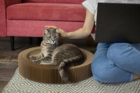 Cuidados com gatos em apartamentos: como garantir conforto em espaços pequenos