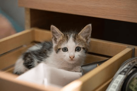 Como ensinar um gato filhote a usar a caixa de areia: passo a passo
